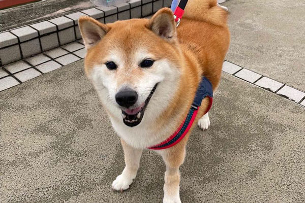 В Гонконге умерла сиба-ину, известная по мему Cheems В Гонконге умерла сиба-ину, известная по мему Cheems