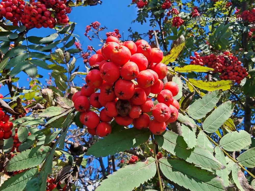 Можно ли есть рябину без вреда: мнение диетолога | Диетолог Бобровский рассказал о пользе и рисках ягод рябины Можно ли есть рябину без вреда: мнение диетолога | Диетолог Бобровский рассказал о пользе и рисках ягод рябины