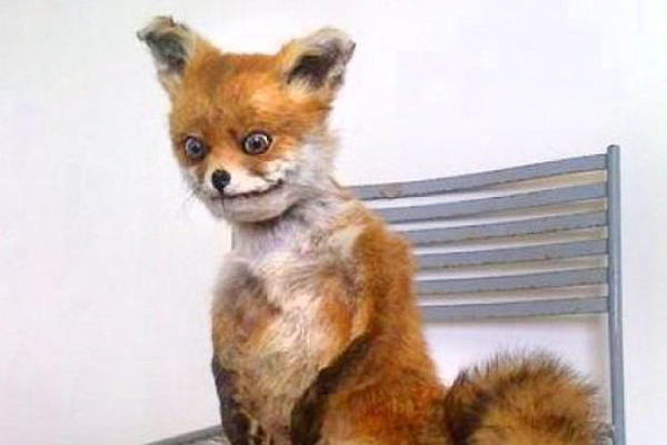 Упоротый лис едет в Санкт-Петербург Упоротый лис едет в Санкт-Петербург