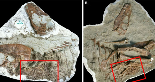 В Канаде учёные обнаружили останки тираннозавра с детёнышами в желудке