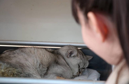 Живого кота достали из-под завалов спустя 49 дней после землетрясения в Турции