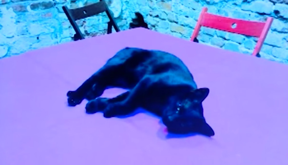 Кот-Сатана поссорил художников и зоозащитников Кот-Сатана поссорил художников и зоозащитников