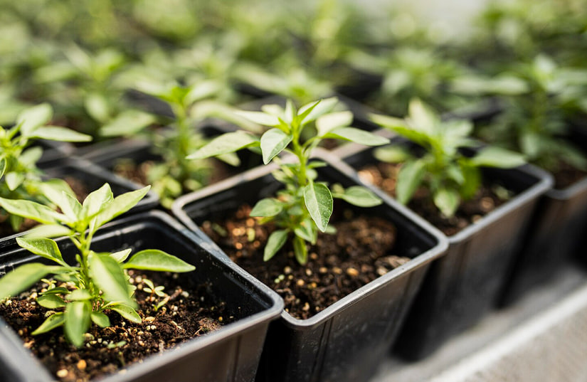 Сажаю по 2 семечки на стакан: больше не мучаюсь с пикировкой и подкормкой: рассада гигантских томатов растет сама Сажаю по 2 семечки на стакан: больше не мучаюсь с пикировкой и подкормкой: рассада гигантских томатов растет сама