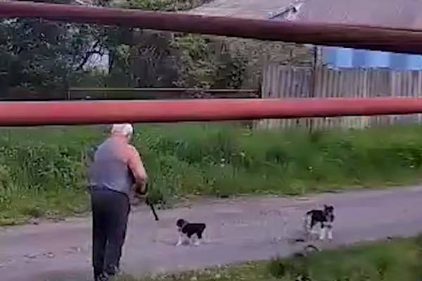 В ставропольском хуторе задержали мужчину, выстрелившего в щенка из ружья | Россиянин расстрелял безобидного щенка и был задержан В ставропольском хуторе задержали мужчину, выстрелившего в щенка из ружья | Россиянин расстрелял безобидного щенка и был задержан