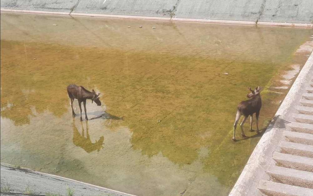 Два лося застряли на водохранилище в Истре: спасатели помогли животным выбраться | В Истре спасли двух лосей, застрявших на водохранилище Два лося застряли на водохранилище в Истре: спасатели помогли животным выбраться | В Истре спасли двух лосей, застрявших на водохранилище