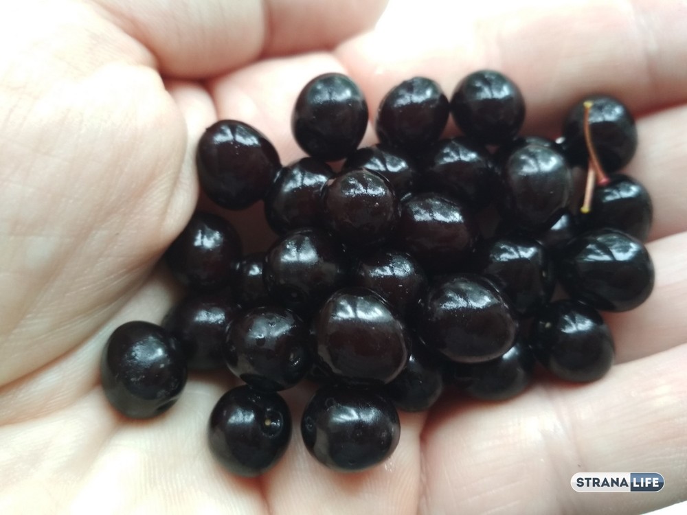 Не гордая ягода: ее редко встретишь на рынках, хотя пользы в ней больше, чем в большой аптеке!