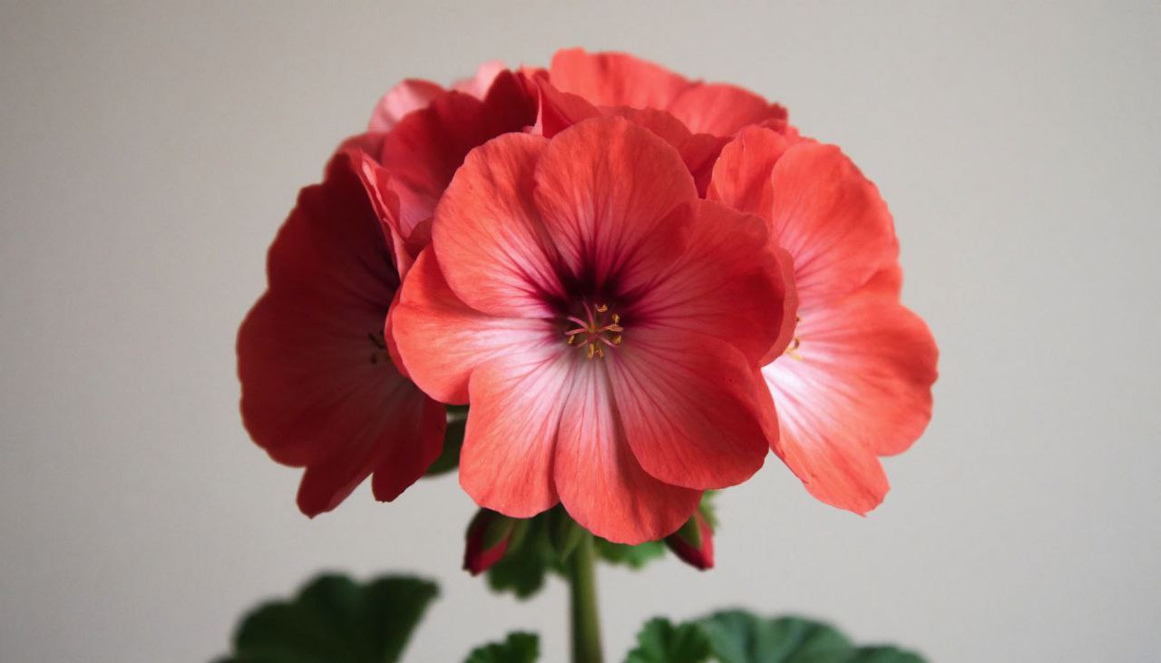 Герань за 30 дней: как превратить слабый кустик в пышный букет Герань за 30 дней: как превратить слабый кустик в пышный букет