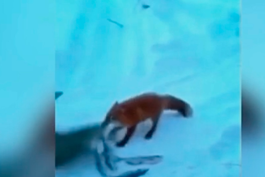 На Алтае за уловом к рыбакам пришла лиса