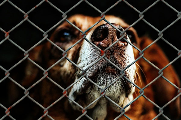 "Халатность": в Дагестане стая собак насмерть загрызла пенсионерку | В Дагестане собаки загрызли женщину "Халатность": в Дагестане стая собак насмерть загрызла пенсионерку | В Дагестане собаки загрызли женщину