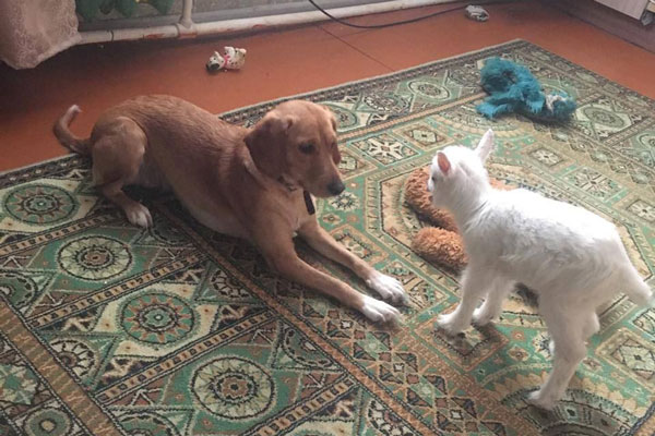 Шлёпа и козлёнок — самая милая пара этого месяца Шлёпа и козлёнок — самая милая пара этого месяца