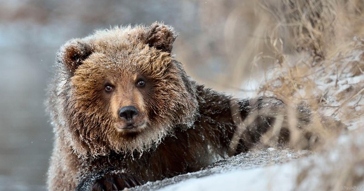 В медвежьей берлоге нашли обглоданные конечности молодого ямальца В медвежьей берлоге нашли обглоданные конечности молодого ямальца