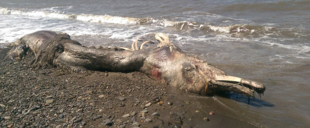 На Сахалине море выбросило на берег труп неопознанного гигантского животного