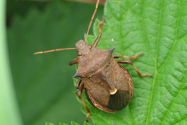 Роспотребнадзор рассказал о нашествии клопов на Москву Роспотребнадзор рассказал о нашествии клопов на Москву