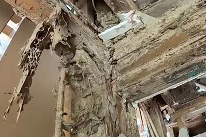 Термиты съели особняк за 500 тысяч долларов Термиты съели особняк за 500 тысяч долларов