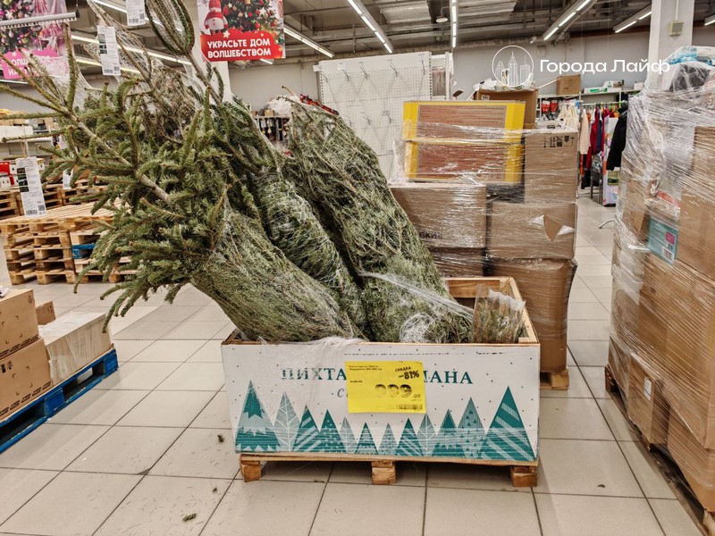 Насекомые атаковали жильё москвичей из-за купленной на Новый год пихты Нордмана | Купленная на Новый год пихта вызвала нашествие насекомых в квартиру москвичей Насекомые атаковали жильё москвичей из-за купленной на Новый год пихты Нордмана | Купленная на Новый год пихта вызвала нашествие насекомых в квартиру москвичей