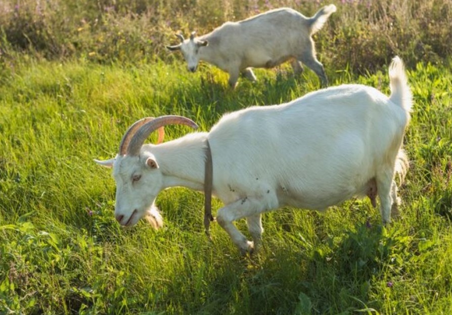 Китайские ученые «восстановили» мышцы с помощью козьего молока: исследование | Ученые из Китая выяснили, как козье молоко помогает при потере мышечной массы