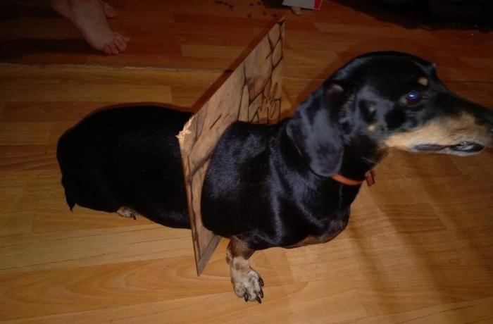 В Перми такса застряла в кошачьем домике: хозяевам пришлось вызывать спасателей | В Перми спасатели вызволили таксу из дверцы кошачьего домика В Перми такса застряла в кошачьем домике: хозяевам пришлось вызывать спасателей | В Перми спасатели вызволили таксу из дверцы кошачьего домика