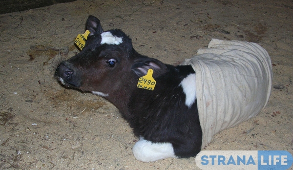 «МУ-У-У» вместо «МАМА»