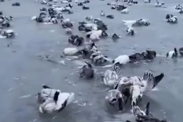 В Китае из-за морозов до 50 градусов начали заживо замерзать птицы В Китае из-за морозов до 50 градусов начали заживо замерзать птицы