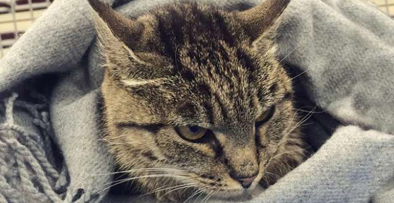 Кошка, прославившаяся на всю страну своим аппетитом, нашла себе женихов, когда приехала на телевидение Кошка, прославившаяся на всю страну своим аппетитом, нашла себе женихов, когда приехала на телевидение