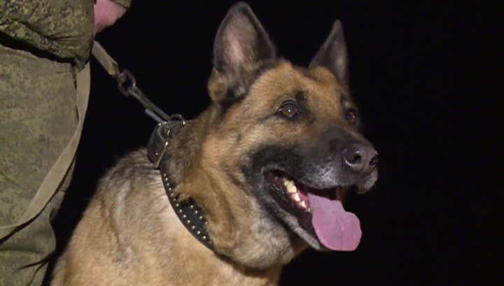 Кинологи проверяют дом в Москве, который угрожают взорвать