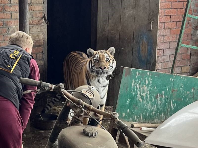 Домашний тигр: житель Кубани прятал в сарае дикое животное и издевался над ним | На Кубани нашли тигрицу, которую хозяин прятал в сарае и избивал Домашний тигр: житель Кубани прятал в сарае дикое животное и издевался над ним | На Кубани нашли тигрицу, которую хозяин прятал в сарае и избивал