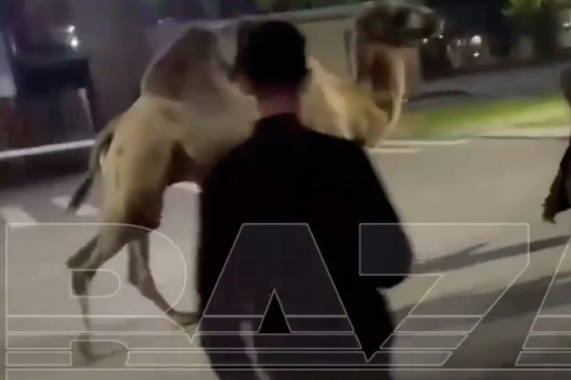 Группа парней выкрали из цирка в Башкирии верблюда и устроили ему экскурсию | В Нефтекамске группа мужчин украла верблюда из цирка и вернула его обратно утро Группа парней выкрали из цирка в Башкирии верблюда и устроили ему экскурсию | В Нефтекамске группа мужчин украла верблюда из цирка и вернула его обратно утро