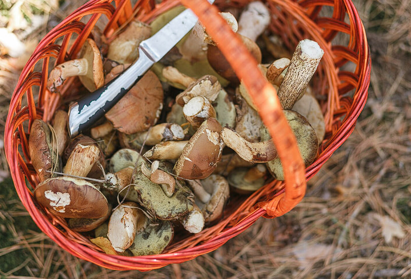 Грибной сезон в России 2026 стартовал в Ленобласти: календарь сбора по месяцам и регионам | Грибной сезон‑2026 стартовал: когда и где искать грибы в России Грибной сезон в России 2026 стартовал в Ленобласти: календарь сбора по месяцам и регионам | Грибной сезон‑2026 стартовал: когда и где искать грибы в России