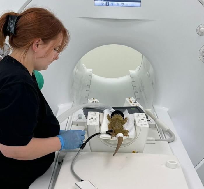 В Чехове сделали МРТ ящерице: ветеринары обследовали головной мозг агамы Крепыша | В России впервые провели МРТ головного мозга бородатой агаме В Чехове сделали МРТ ящерице: ветеринары обследовали головной мозг агамы Крепыша | В России впервые провели МРТ головного мозга бородатой агаме