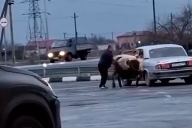 «Каждому своё место»: во Владикавказе водитель усадил коров на заднее сиденье своей «Волги» | Водитель «Волги» стал звездой интернета после поездки с коровами в машине «Каждому своё место»: во Владикавказе водитель усадил коров на заднее сиденье своей «Волги» | Водитель «Волги» стал звездой интернета после поездки с коровами в машине