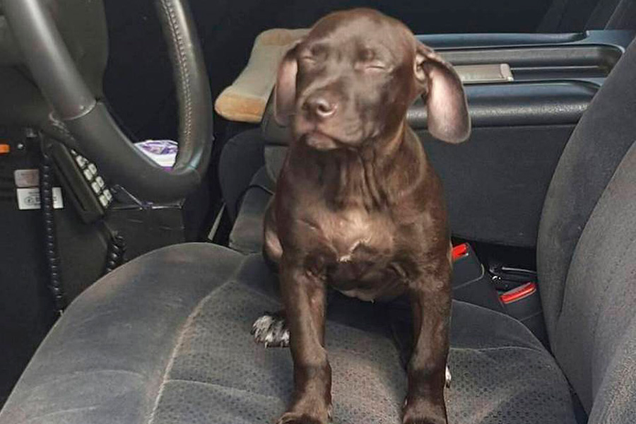 За избиение щенка американца приговорили к 9 месяцам тюремного заключения За избиение щенка американца приговорили к 9 месяцам тюремного заключения