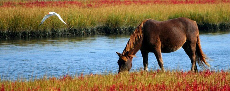 Угроза уничтожения национального парка «Самарская Лука» стала реальной Угроза уничтожения национального парка «Самарская Лука» стала реальной