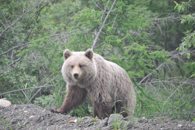 Медведь похитил у охотника в лесу оружие и скрылся