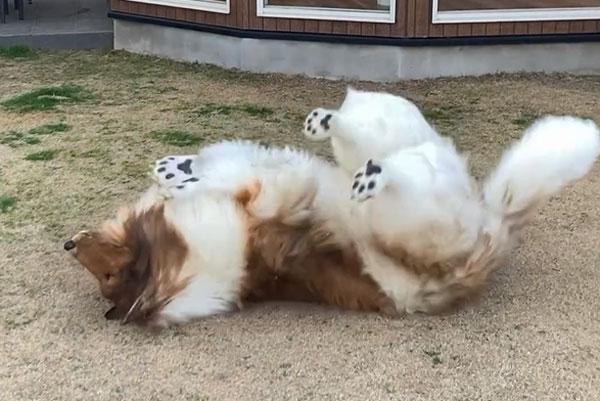 Японский блогер Токо: история человека-собаки, который не собирается останавливаться Японский блогер Токо: история человека-собаки, который не собирается останавливаться