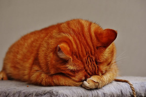 Уборщица самарской поликлиники выгнала кота умирать на мороз, побив его шваброй Уборщица самарской поликлиники выгнала кота умирать на мороз, побив его шваброй