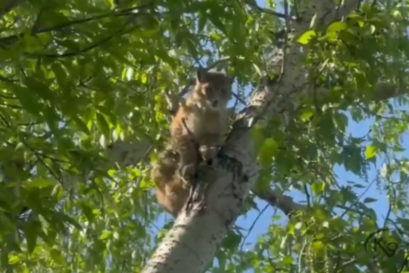 Рысь в интернате для детей с нарушениями слуха в Иркутске: необычное приключение и спасение от "К-9" | В иркутскую школу-интернат для детей с проблемами со слухом забежала рысь Рысь в интернате для детей с нарушениями слуха в Иркутске: необычное приключение и спасение от "К-9" | В иркутскую школу-интернат для детей с проблемами со слухом забежала рысь