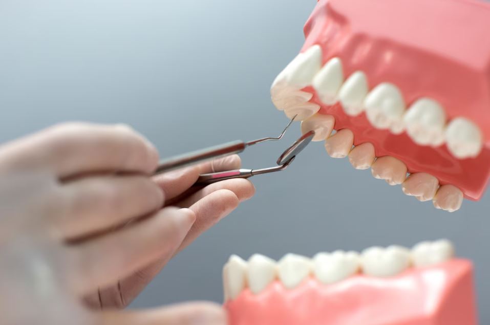 Британские ученые впервые вырастили человеческие зубы в лаборатории | Telegraph: ученые впервые смогли вырастить человеческие зубы в лаборатории