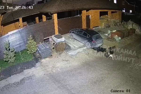 В Казани свора бродячих псов разорвала кошку В Казани свора бродячих псов разорвала кошку