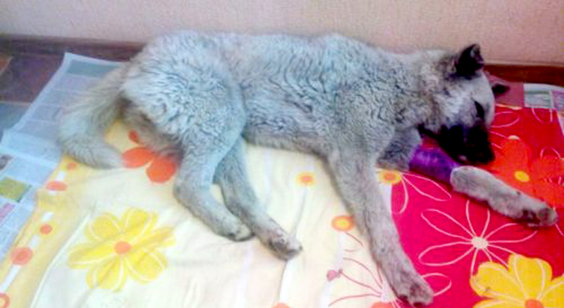 Китайские строители в Благовещенском торговом центре пытались убить пса Китайские строители в Благовещенском торговом центре пытались убить пса