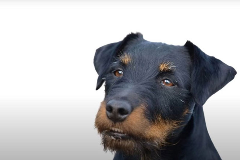 В Петербурге авиакомпанию оштрафовали за то, что собака загрызла кошку в самолёт