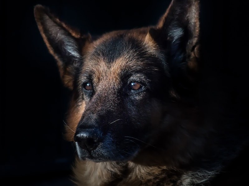 В России не будут вводить штраф за выгул потенциально опасных собак без намордника