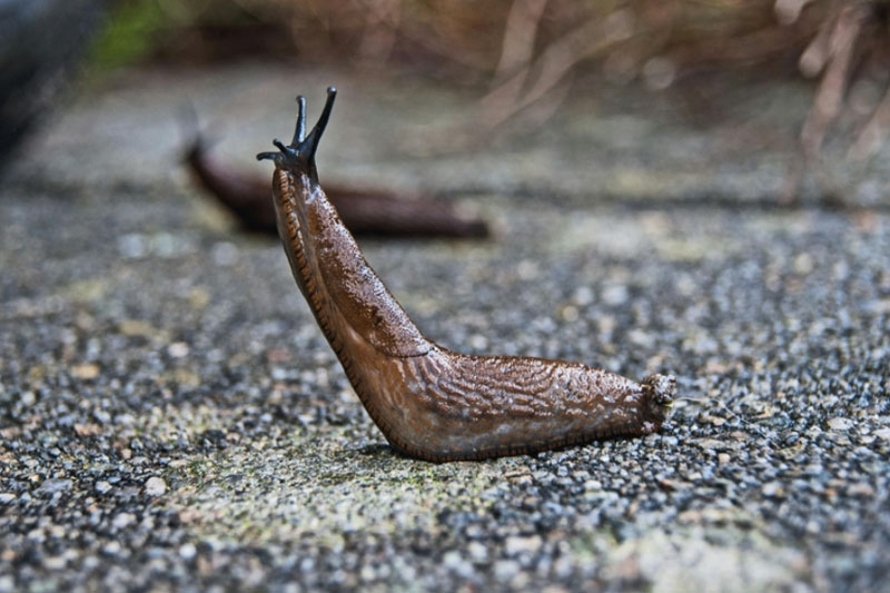 В Подмосковье заметили необычных леопардовых слизней: что о них известно | Биологи рассказали, чем леопардовые слизни отличаются от испанских В Подмосковье заметили необычных леопардовых слизней: что о них известно | Биологи рассказали, чем леопардовые слизни отличаются от испанских