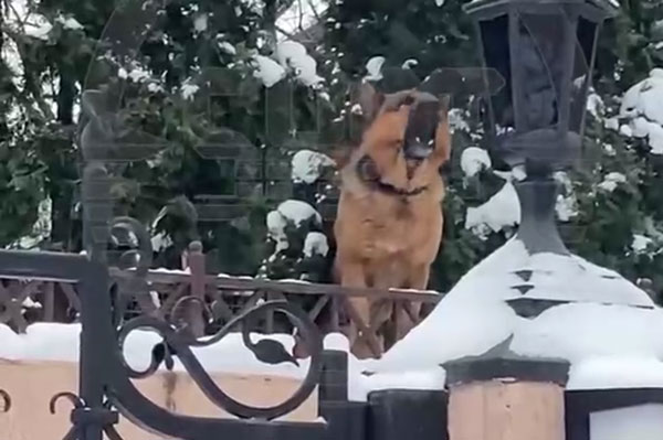 В Москве немецкая овчарка набросилась на трёхмесячного малыша, спавшего в коляске В Москве немецкая овчарка набросилась на трёхмесячного малыша, спавшего в коляске