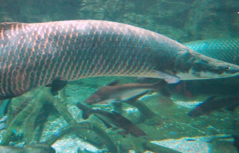 В Бразилии рыбак выловил гигантскую арапаиму весом 160 кг | Бразильский рыбак поймал арапаиму длиной 2,5 метра В Бразилии рыбак выловил гигантскую арапаиму весом 160 кг | Бразильский рыбак поймал арапаиму длиной 2,5 метра