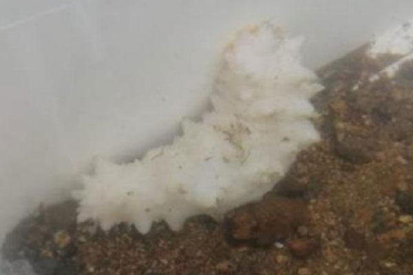 Уникальное морское животное выловили на Русском острове Уникальное морское животное выловили на Русском острове