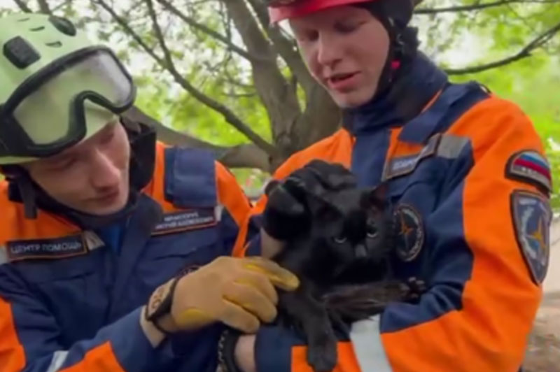 Уличного кота спасли из вольера с опасными животными в Московском зоопарке | В Московском зоопарке уличного кота спасли из вольера с волками Уличного кота спасли из вольера с опасными животными в Московском зоопарке | В Московском зоопарке уличного кота спасли из вольера с волками