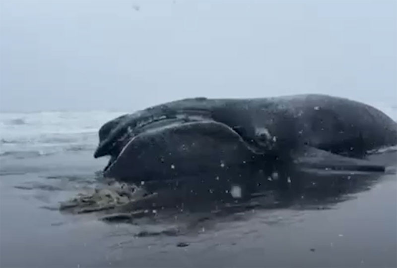 На Камчатке выбросило японского кита. Видео | Редкий японский кит оказался на берегу Камчатки