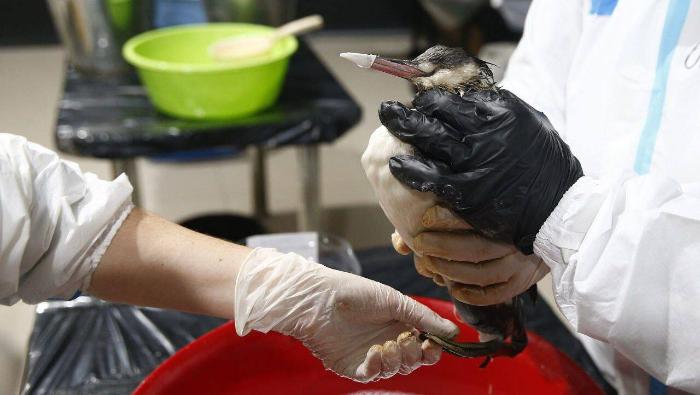 После разлива нефти в Новороссийске птицы снова покрылись мазутом | В Черном море вновь заметили птиц в мазуте после разлива нефти После разлива нефти в Новороссийске птицы снова покрылись мазутом | В Черном море вновь заметили птиц в мазуте после разлива нефти