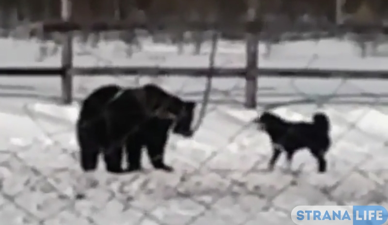 В Якутии в День охотника медведь задавил собаку - та облаивала его, а люди стояли рядом В Якутии в День охотника медведь задавил собаку - та облаивала его, а люди стояли рядом