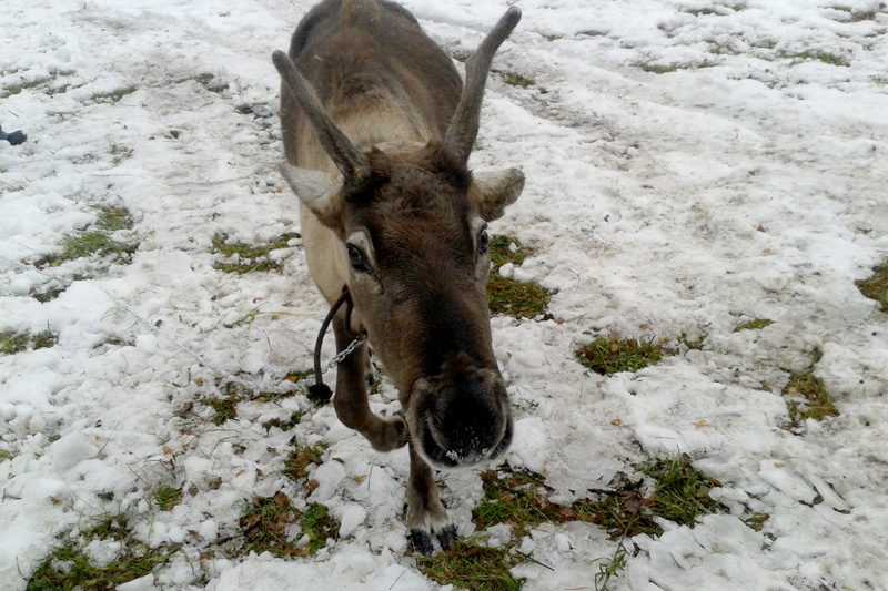 Северного оленя Бугорка, пропавшего из «уральской резиденции Деда Мороза», нашел на трассе дальнобойщик. Тот голоден, но близко не подходит Северного оленя Бугорка, пропавшего из «уральской резиденции Деда Мороза», нашел на трассе дальнобойщик. Тот голоден, но близко не подходит